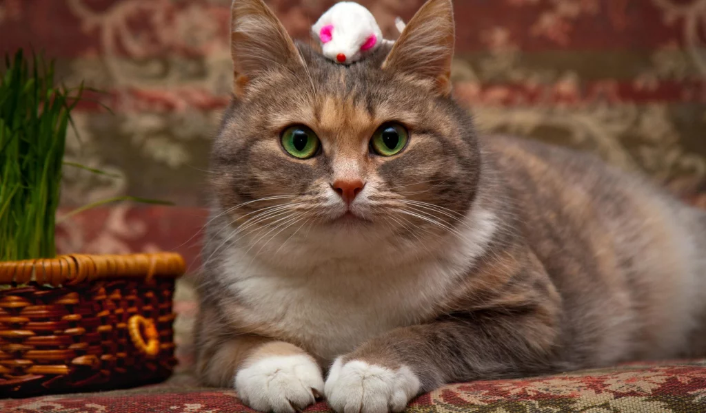 кот, глаза, зеленые, мышка, корзинка, фон, кошка, игрушка, взгляд, портрет