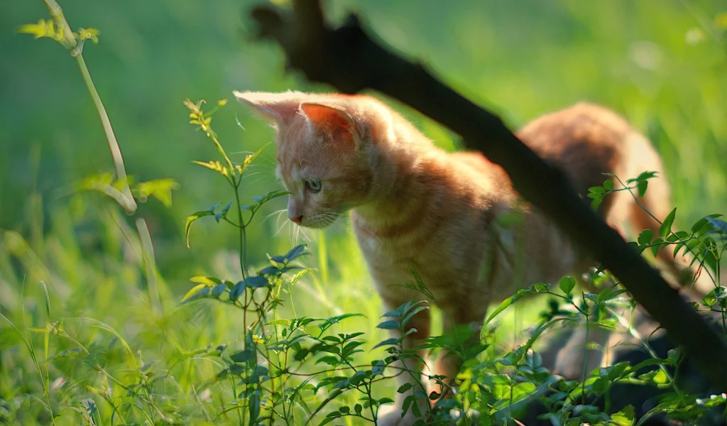 кот, кошка