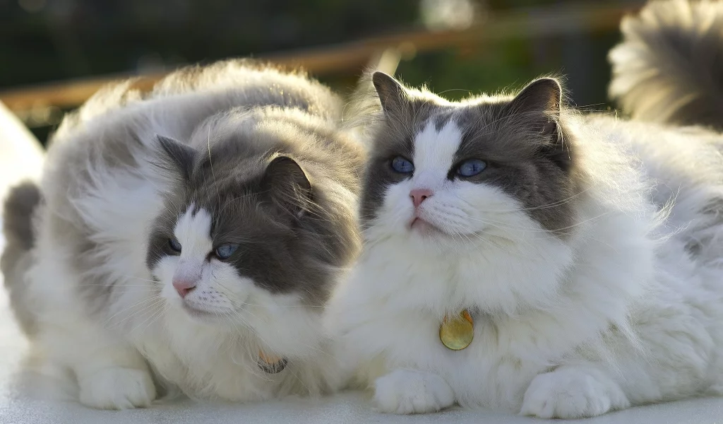 кот, кошка