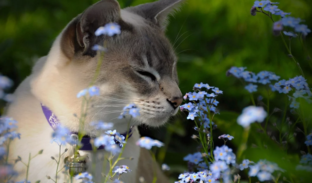 кот, киса