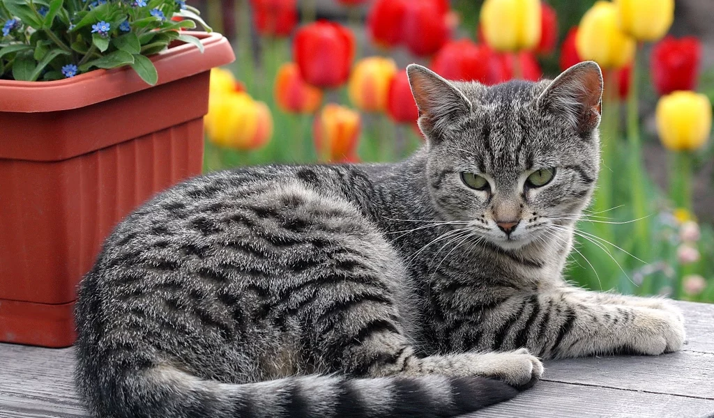 кот, киса