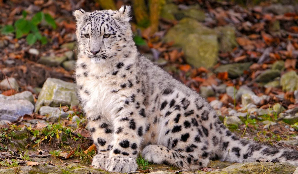 снежный, барс, ирбис, snow, leopard, cub, leo, leaves, trees, grass, stone, sun, summer, wide