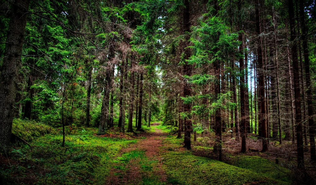 лес, дорога, forest, dense, road, dark, trees, sunrise, grass, green, fence, leaves, mist, moss, trees, forest, fallen, park, green, nature, landscapes, trees, forest, trail, woods, leaves, sunrise, see, day, summer, wide
