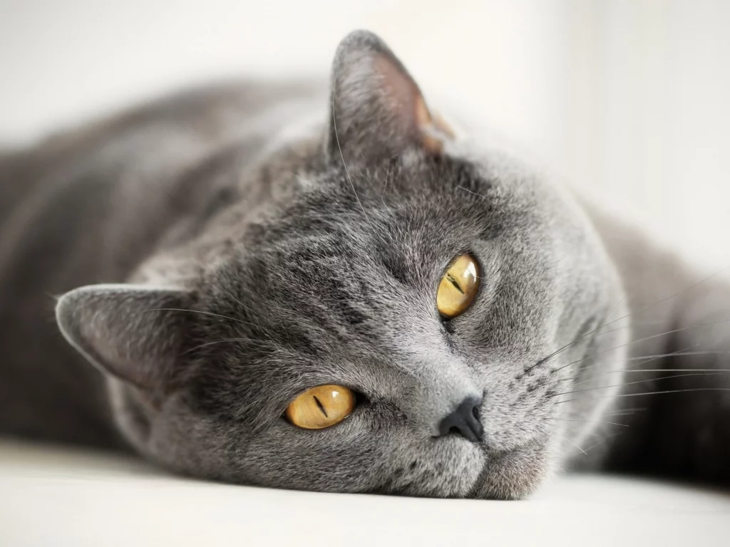 кот, кошка