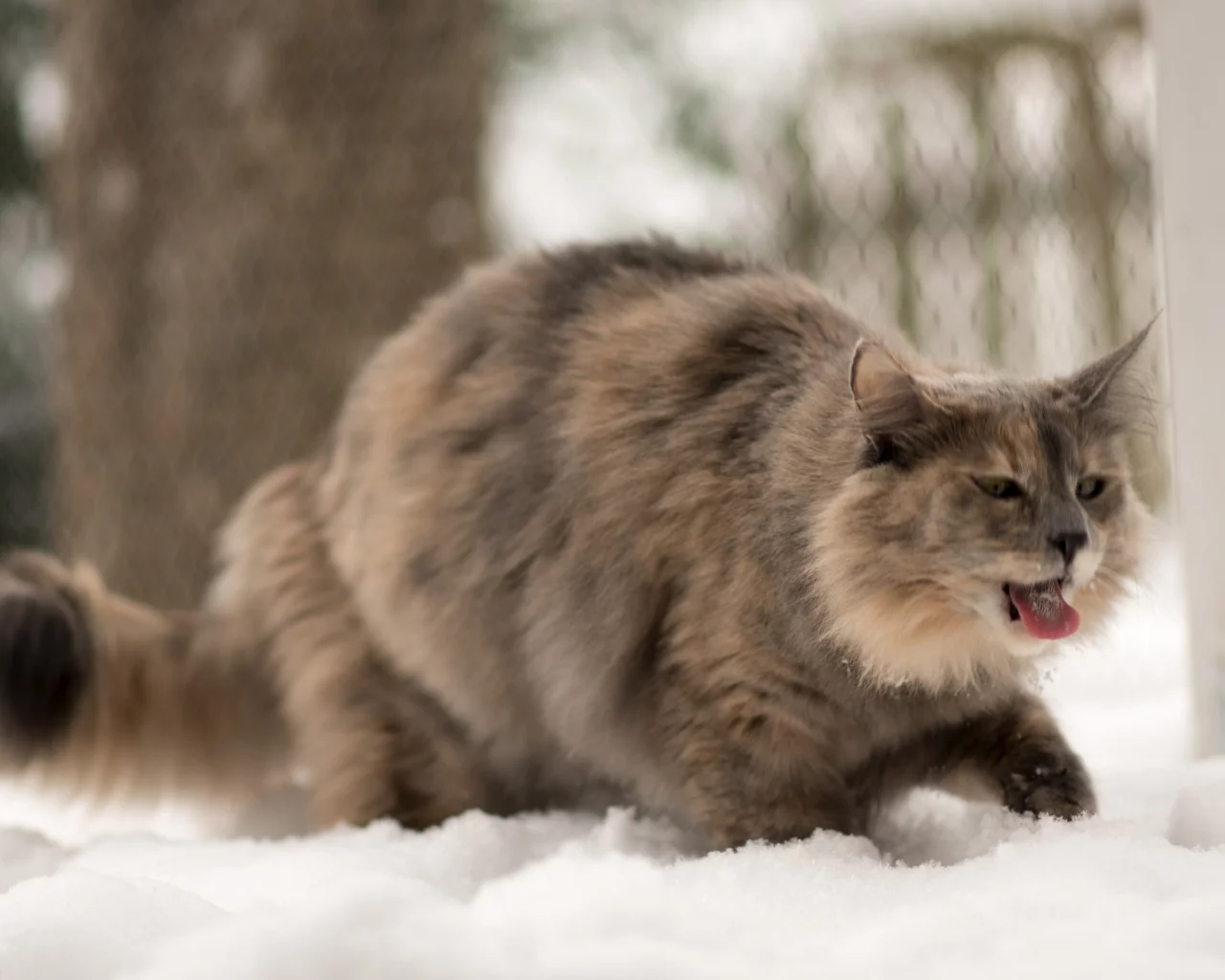 язык, зима, кошка