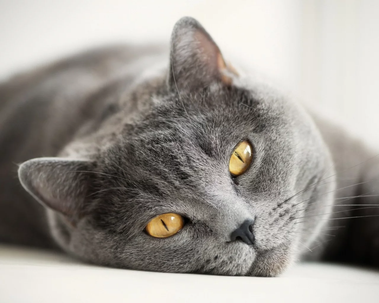 кот, кошка