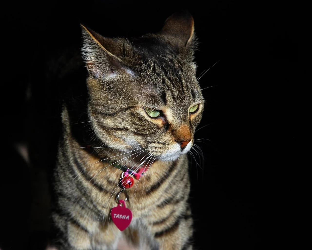кот, кошка