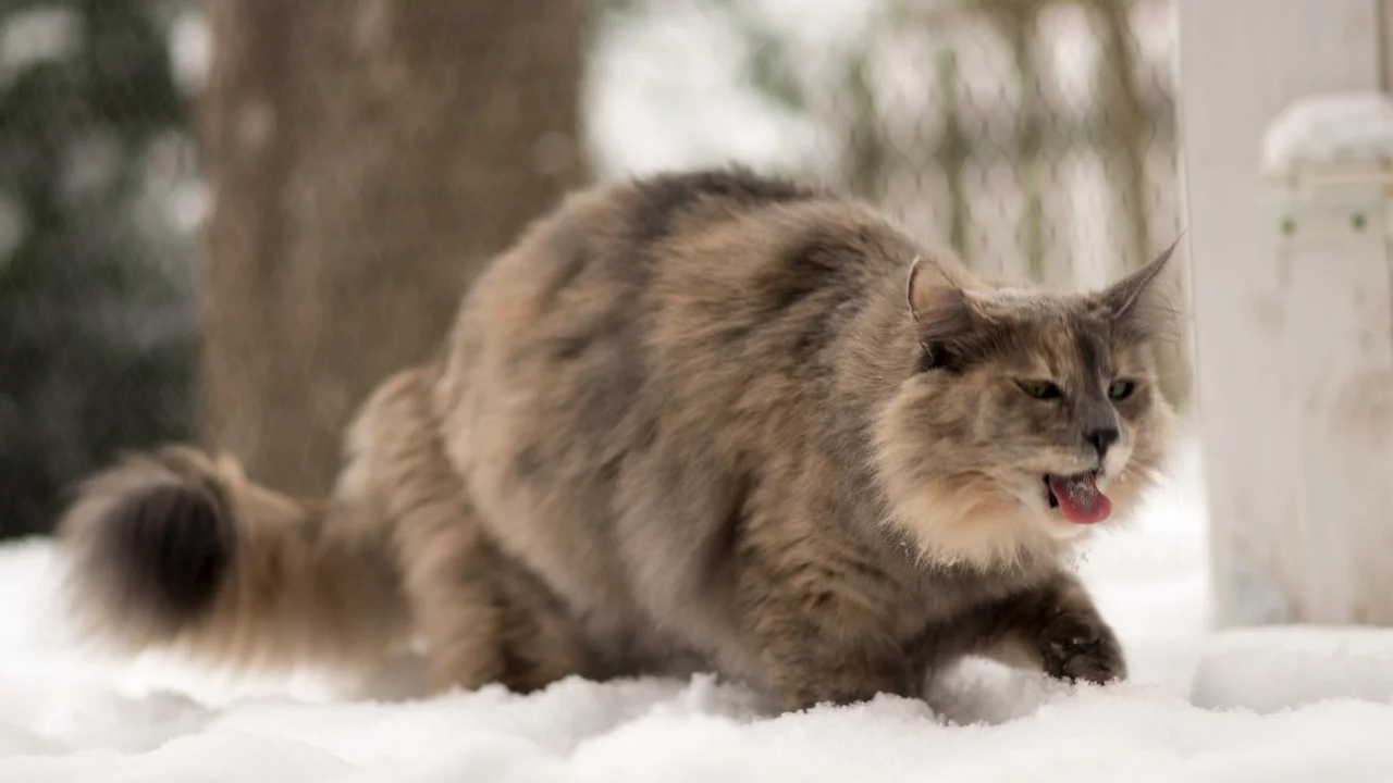 язык, зима, кошка
