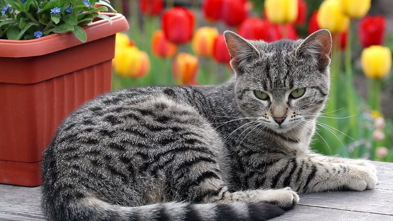 кот, киса