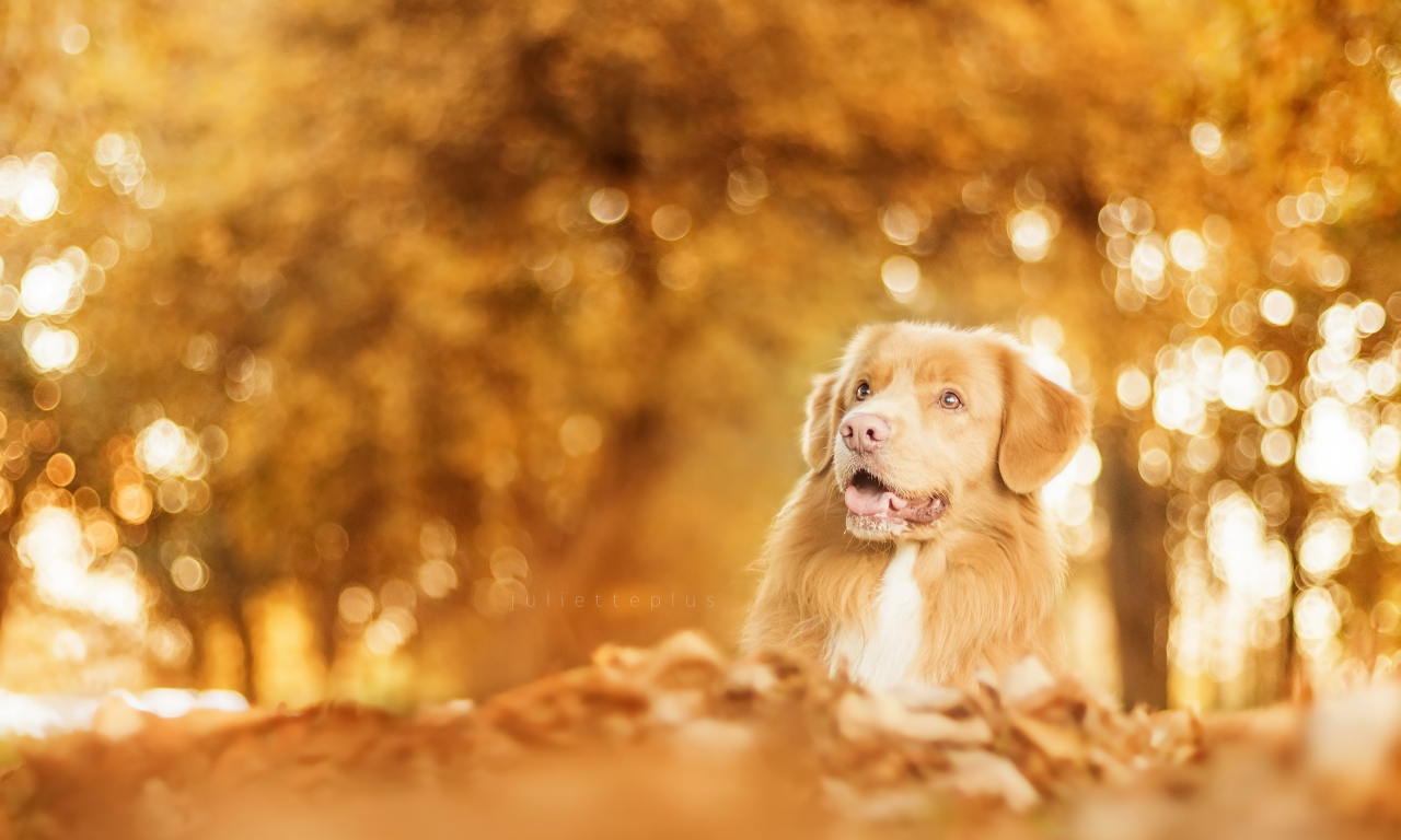 собаки, осень, ретривер, листья