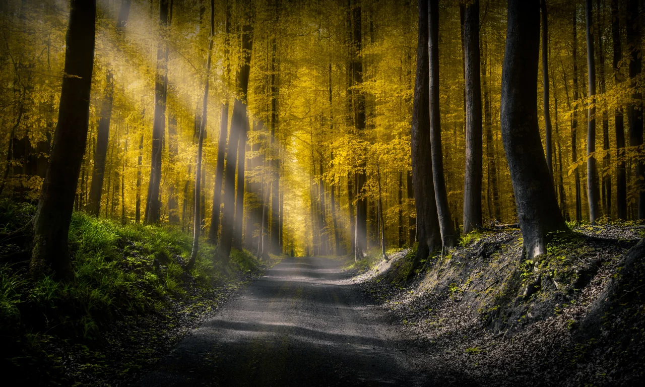 лес, дорога, осень, forest, dense, road, autumn, rays, light, trees, sunrise, fog, grass, green, fence, leaves, mist, moss, trees, forest, fallen, park, green, nature, landscapes, trees, forest, trail, woods, leaves, sunrise, see, day, summer, wide