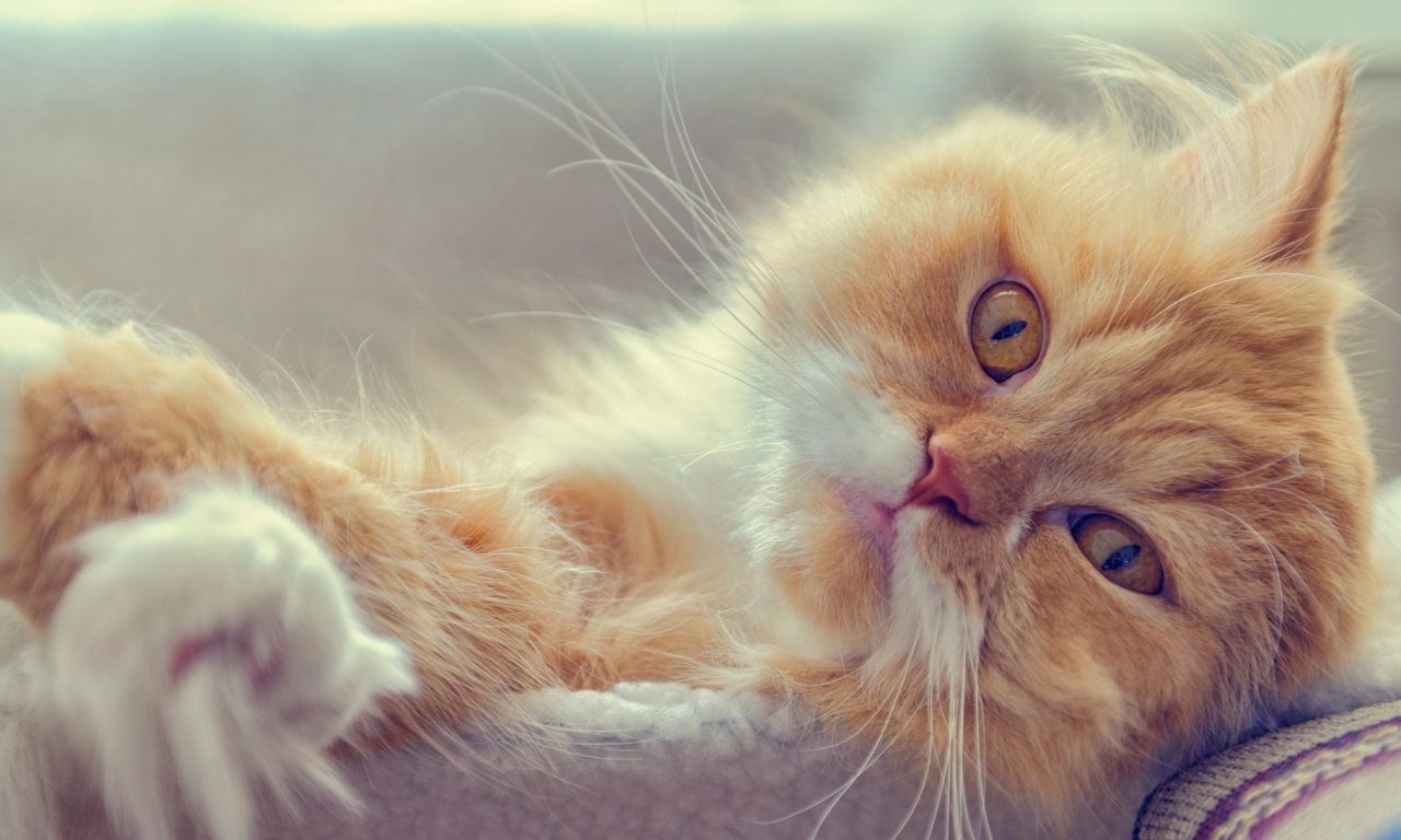 котэ, рыжий кот, мордочка, персидская кошка, взгляд