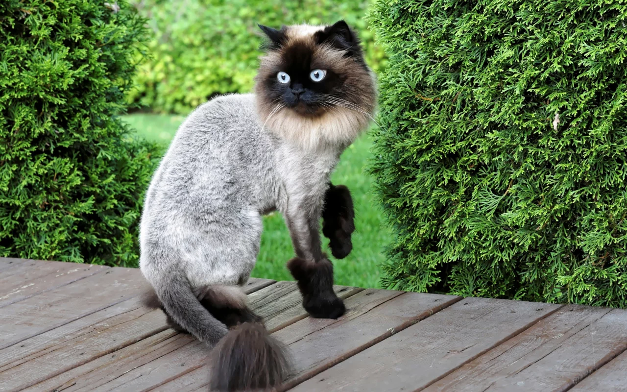 кот, стрижка, стиль