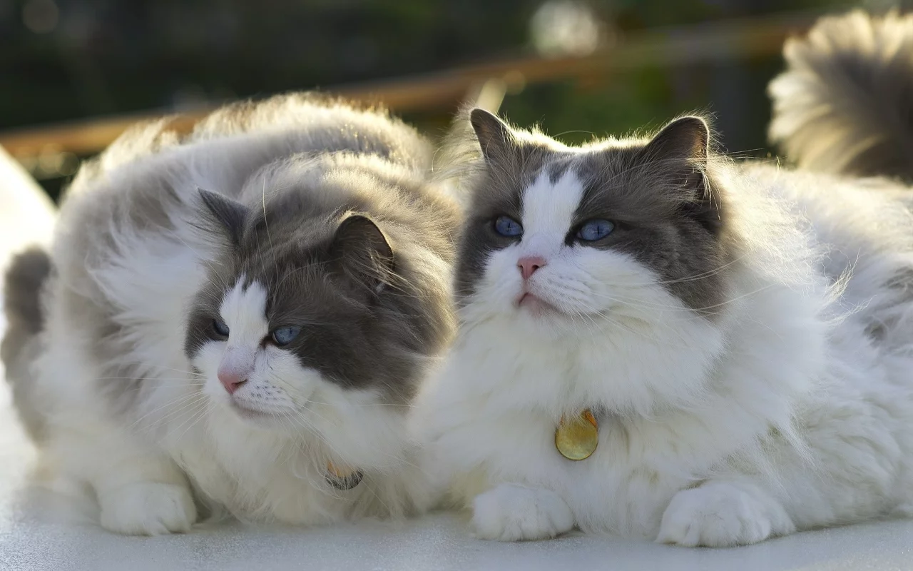 кот, кошка