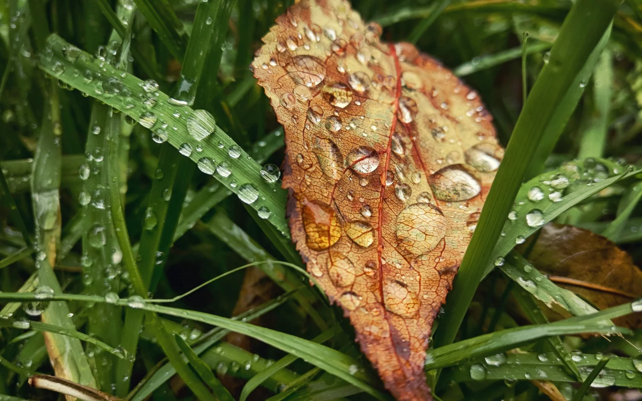 капли, осень, трава, rain, настроение, grass, листья, drop, autumn, дождь, fall, leaves, лист, макро