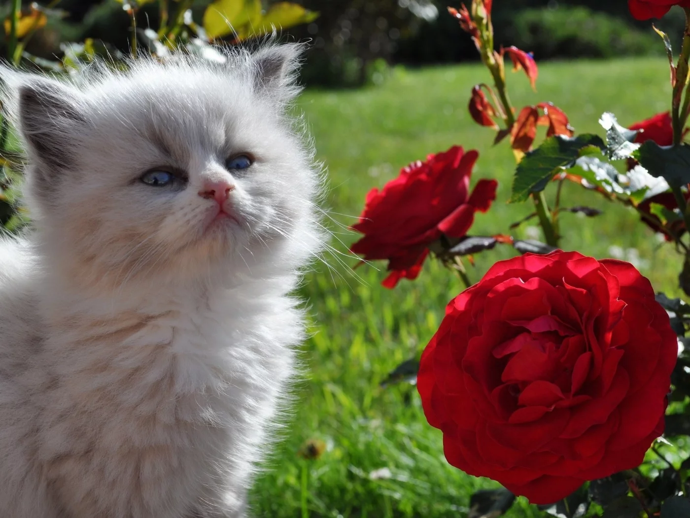 кот, киса