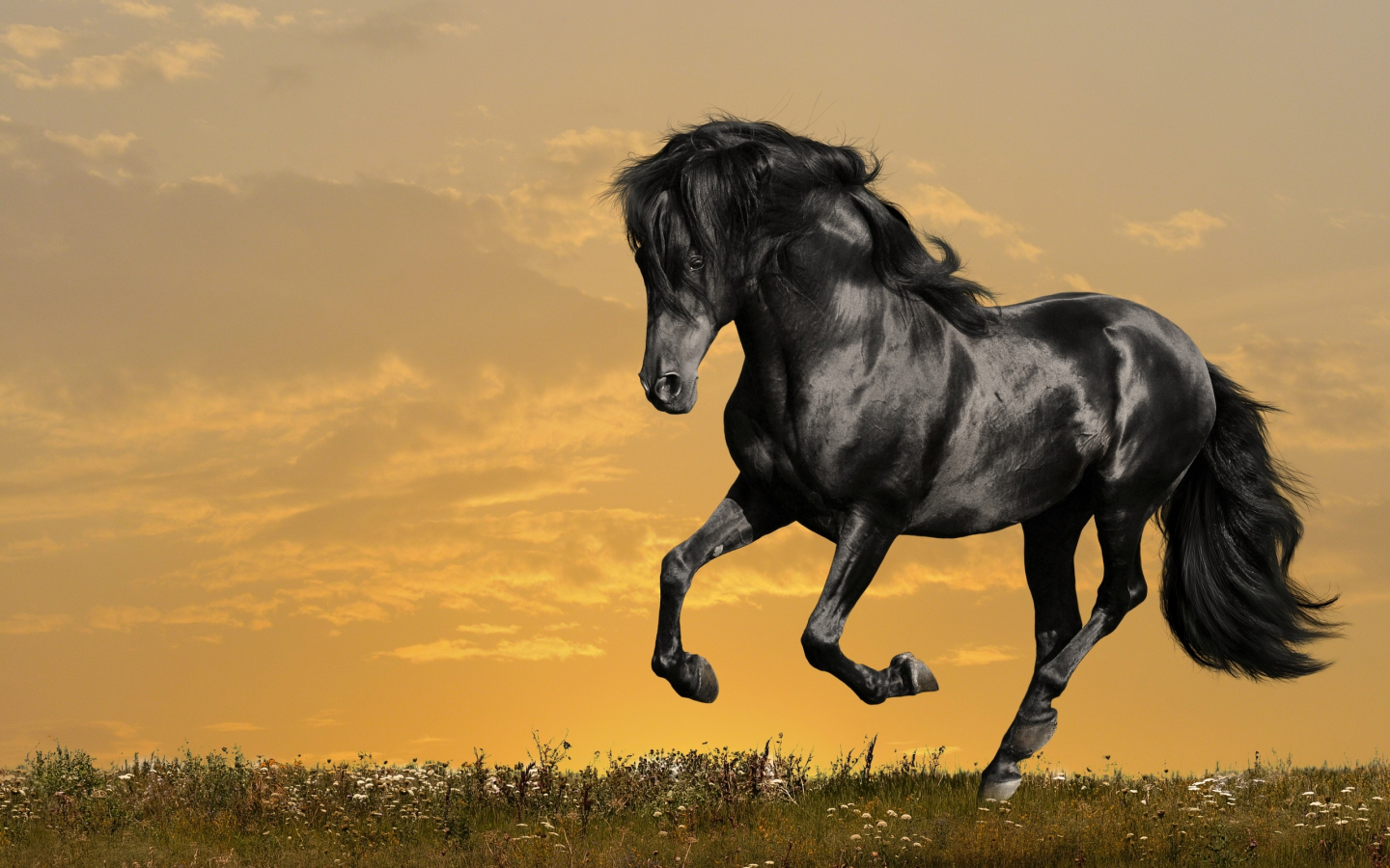 конь, жеребец, лошадь, поле, луг, horse, stallion, horse, field, meadow, sun, summer, see, front, black, sunset, flowers, field, sun, summer, see, nice, wide