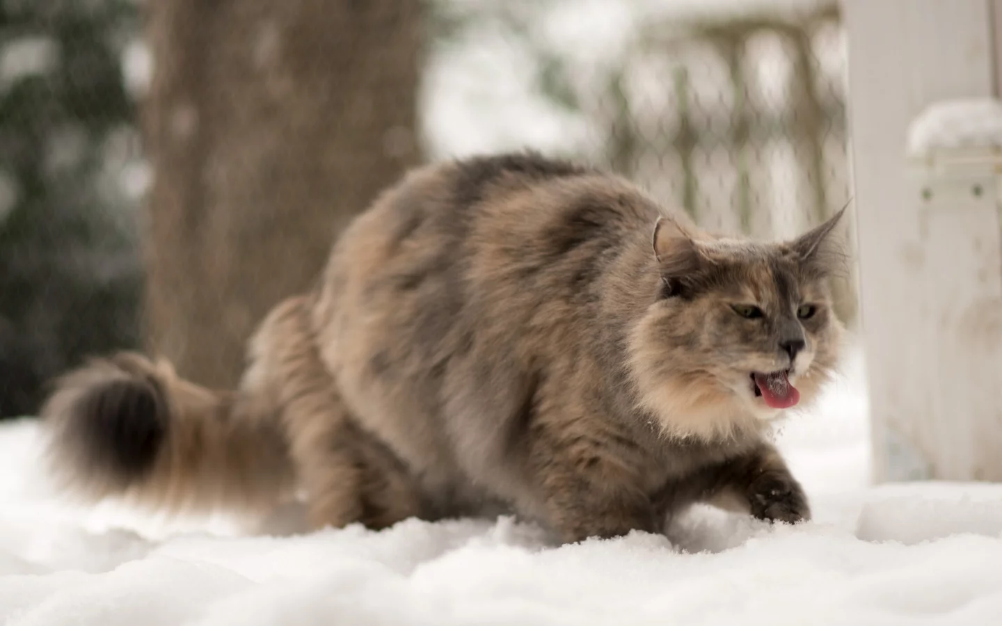 язык, зима, кошка