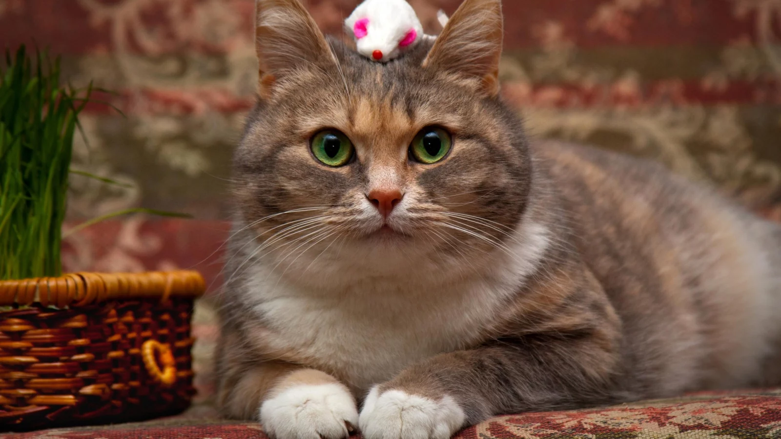 кот, глаза, зеленые, мышка, корзинка, фон, кошка, игрушка, взгляд, портрет