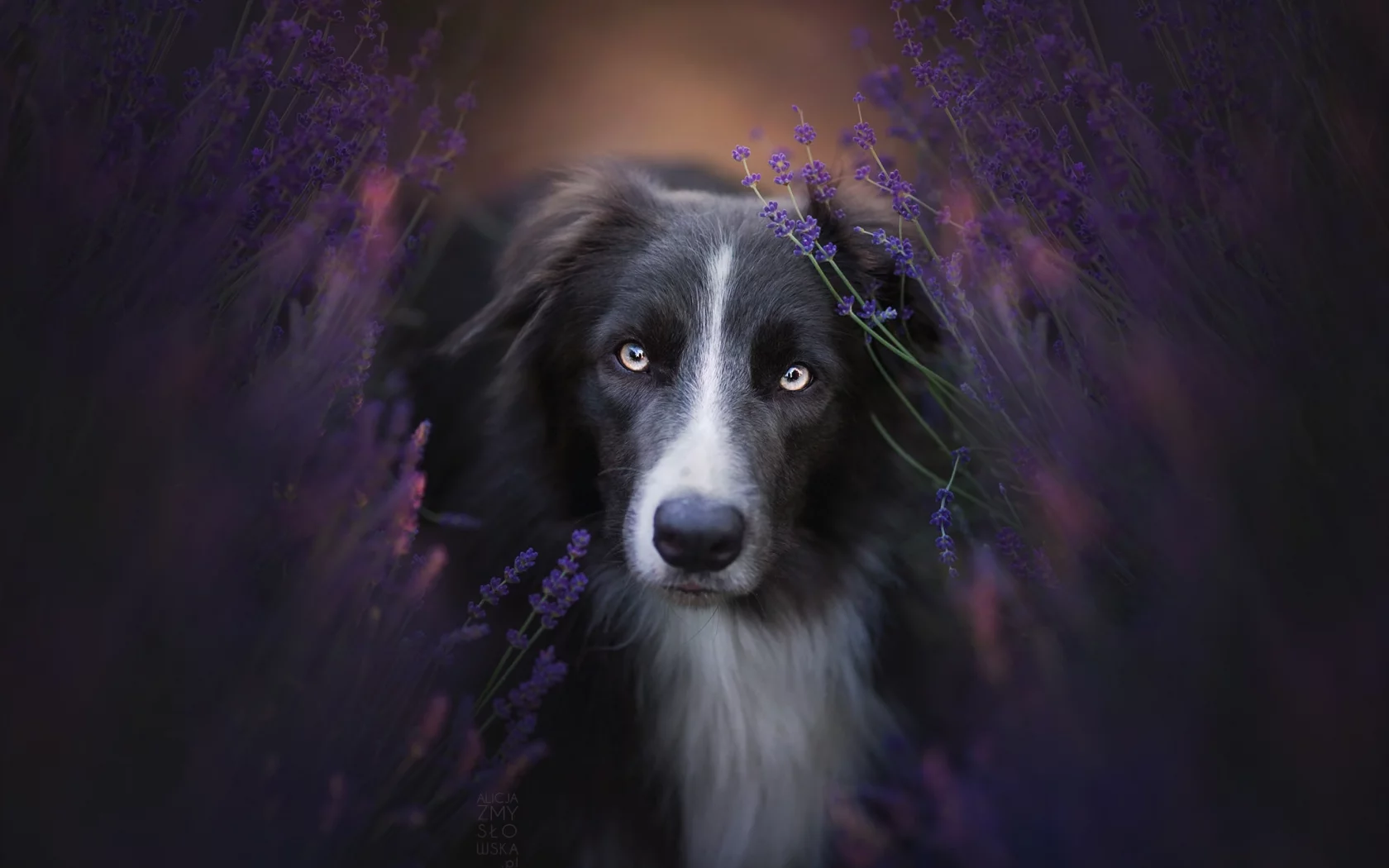 природа, взгляд, собака