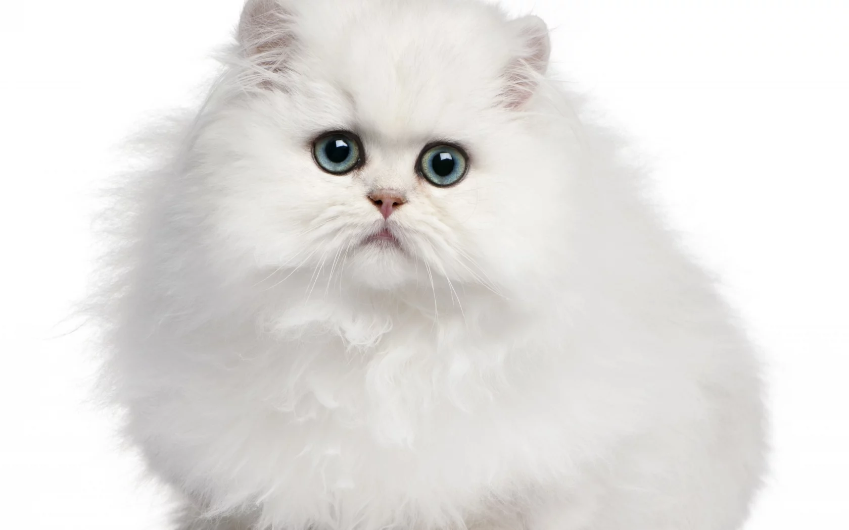 котёнок, кошка, белый фон, кот