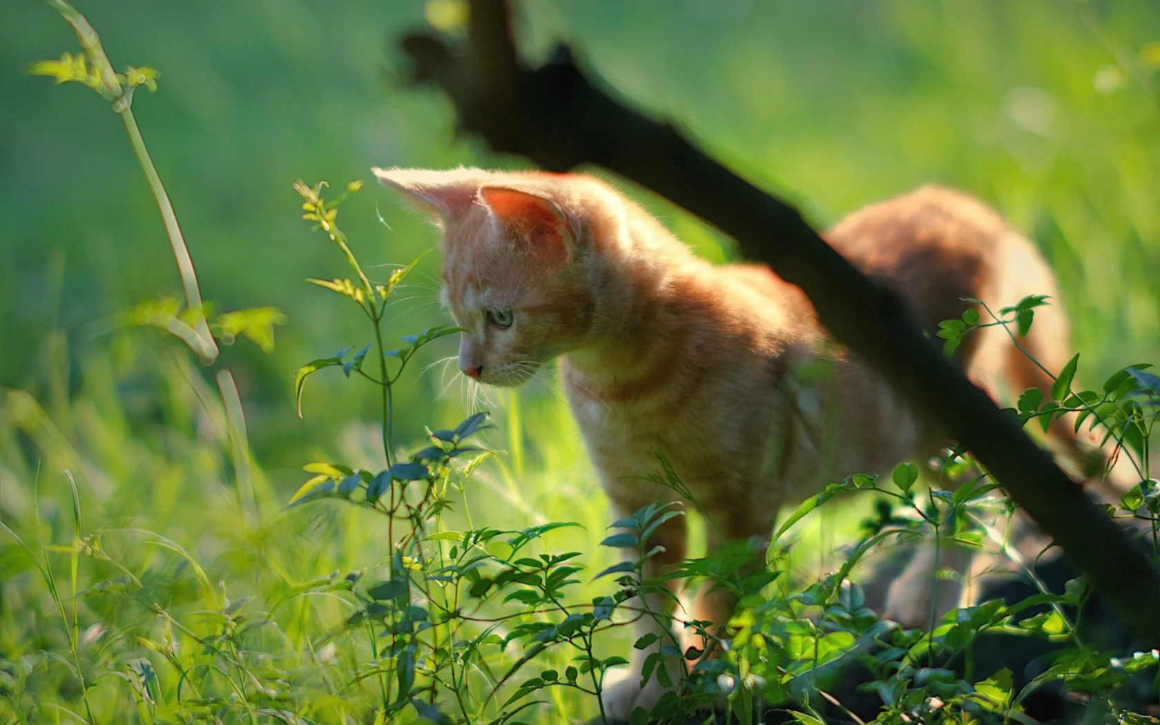 кот, кошка