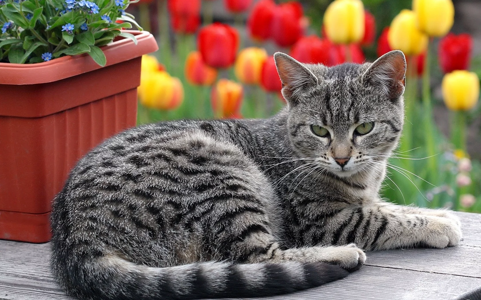 кот, киса