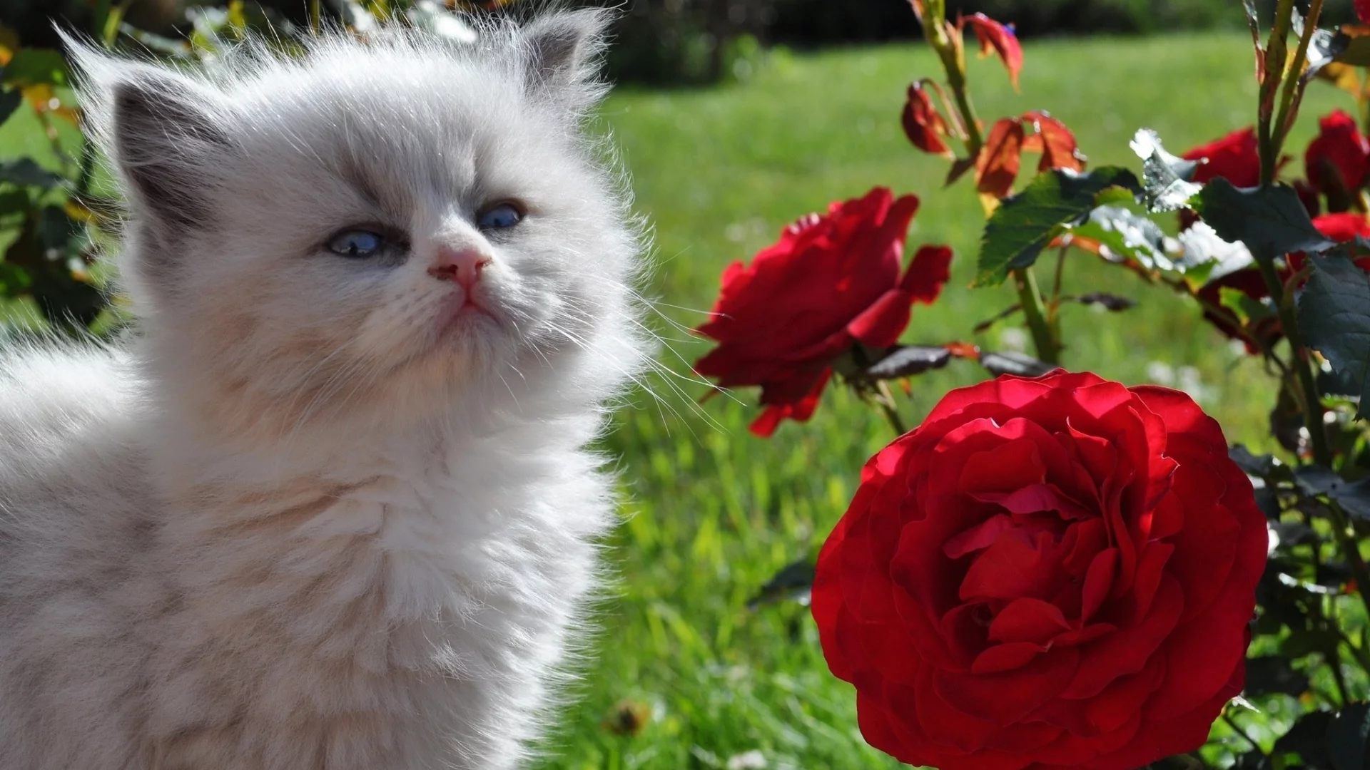 кот, киса