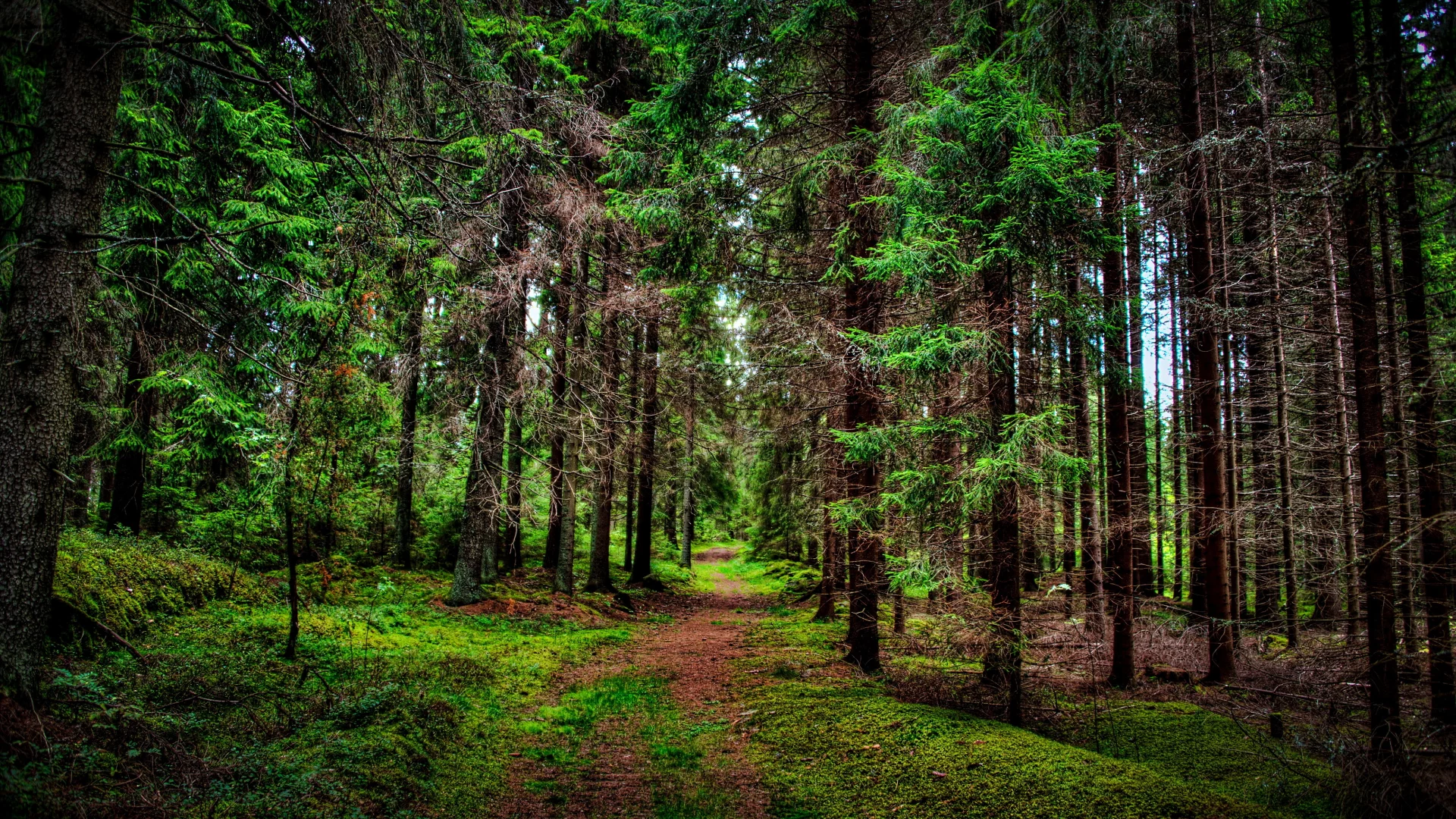 лес, дорога, forest, dense, road, dark, trees, sunrise, grass, green, fence, leaves, mist, moss, trees, forest, fallen, park, green, nature, landscapes, trees, forest, trail, woods, leaves, sunrise, see, day, summer, wide