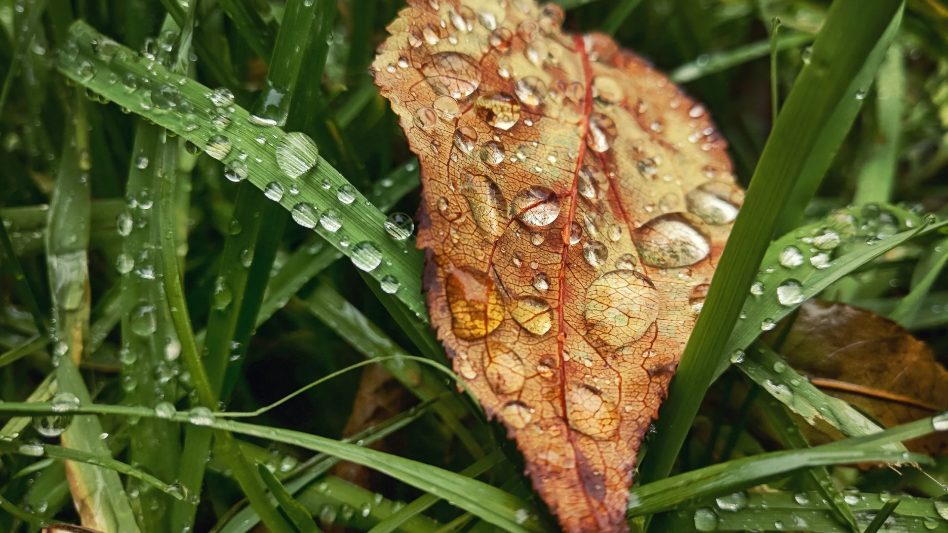 капли, осень, трава, rain, настроение, grass, листья, drop, autumn, дождь, fall, leaves, лист, макро