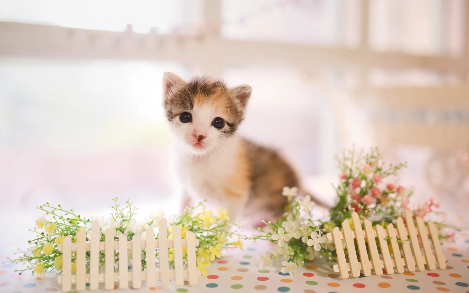 кот, киса