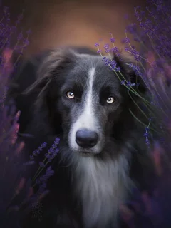 природа, взгляд, собака