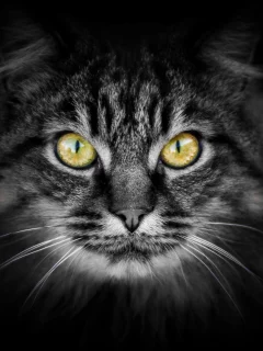 взгляд, фон, котэ, кошак, котяра, кот