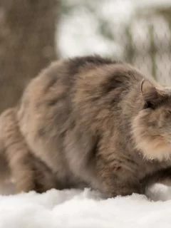 язык, зима, кошка
