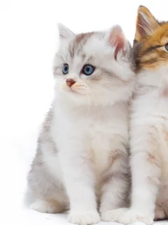 кот, киса