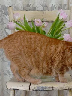 кот, киса
