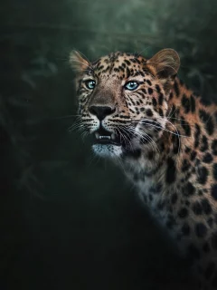 фон, хищник, взгляд, портрет