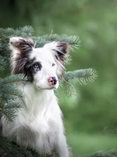 ветки, ордерколли, ель, боке, собака, портрет