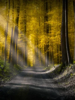 лес, дорога, осень, forest, dense, road, autumn, rays, light, trees, sunrise, fog, grass, green, fence, leaves, mist, moss, trees, forest, fallen, park, green, nature, landscapes, trees, forest, trail, woods, leaves, sunrise, see, day, summer, wide