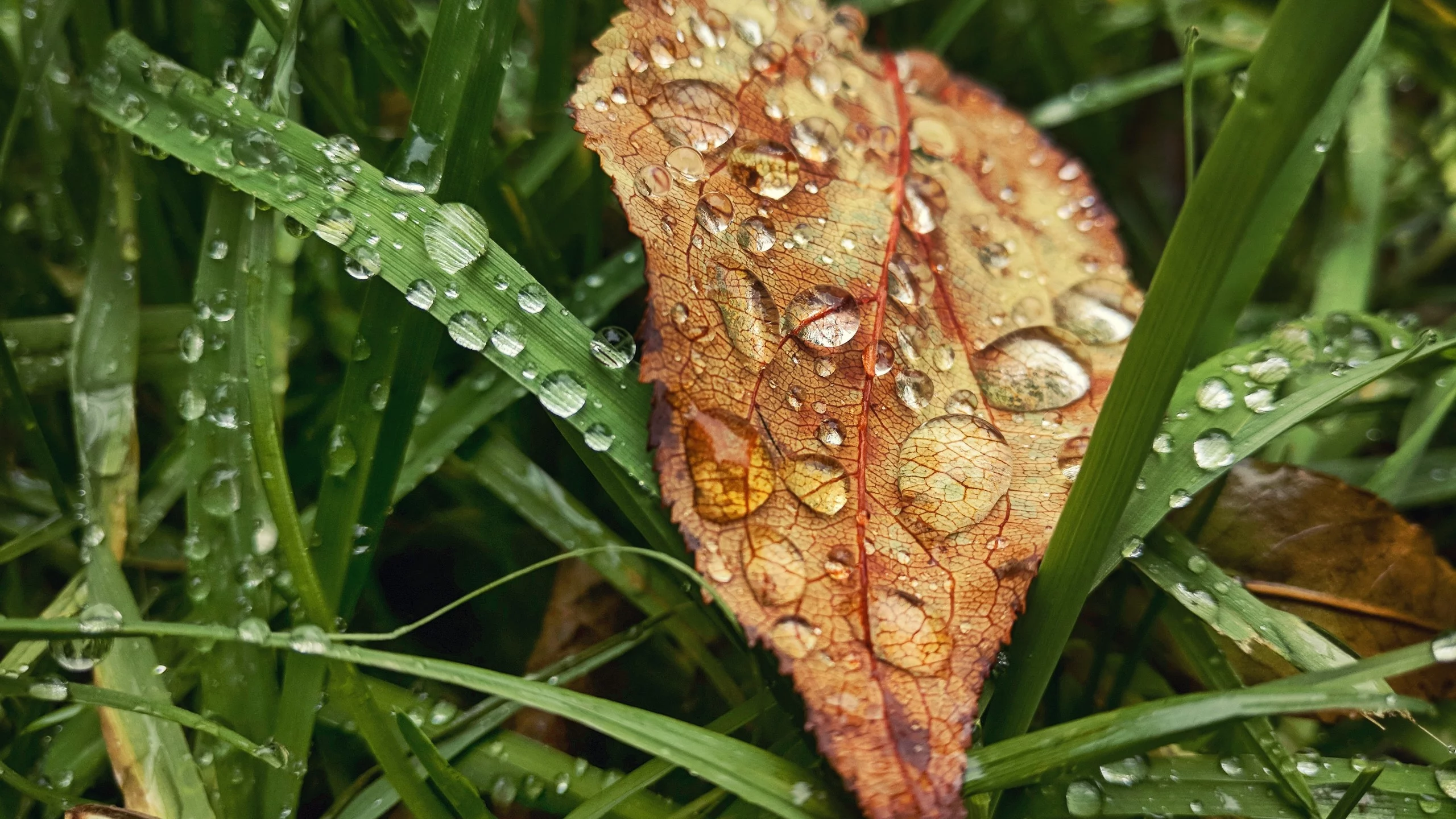 капли, осень, трава, rain, настроение, grass, листья, drop, autumn, дождь, fall, leaves, лист, макро