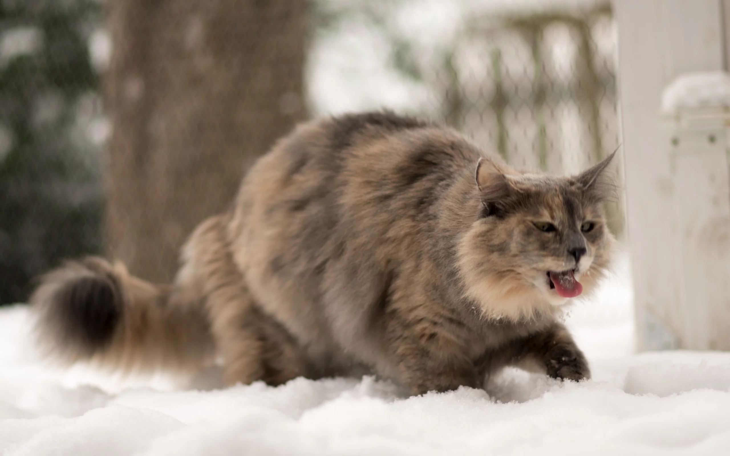 язык, зима, кошка