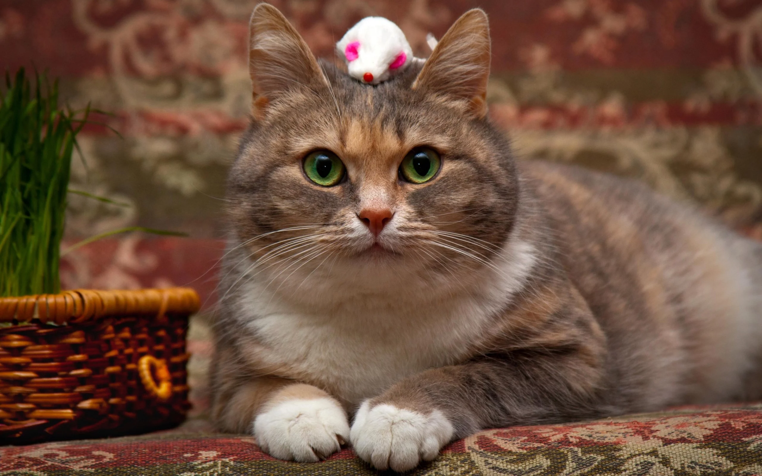 кот, глаза, зеленые, мышка, корзинка, фон, кошка, игрушка, взгляд, портрет