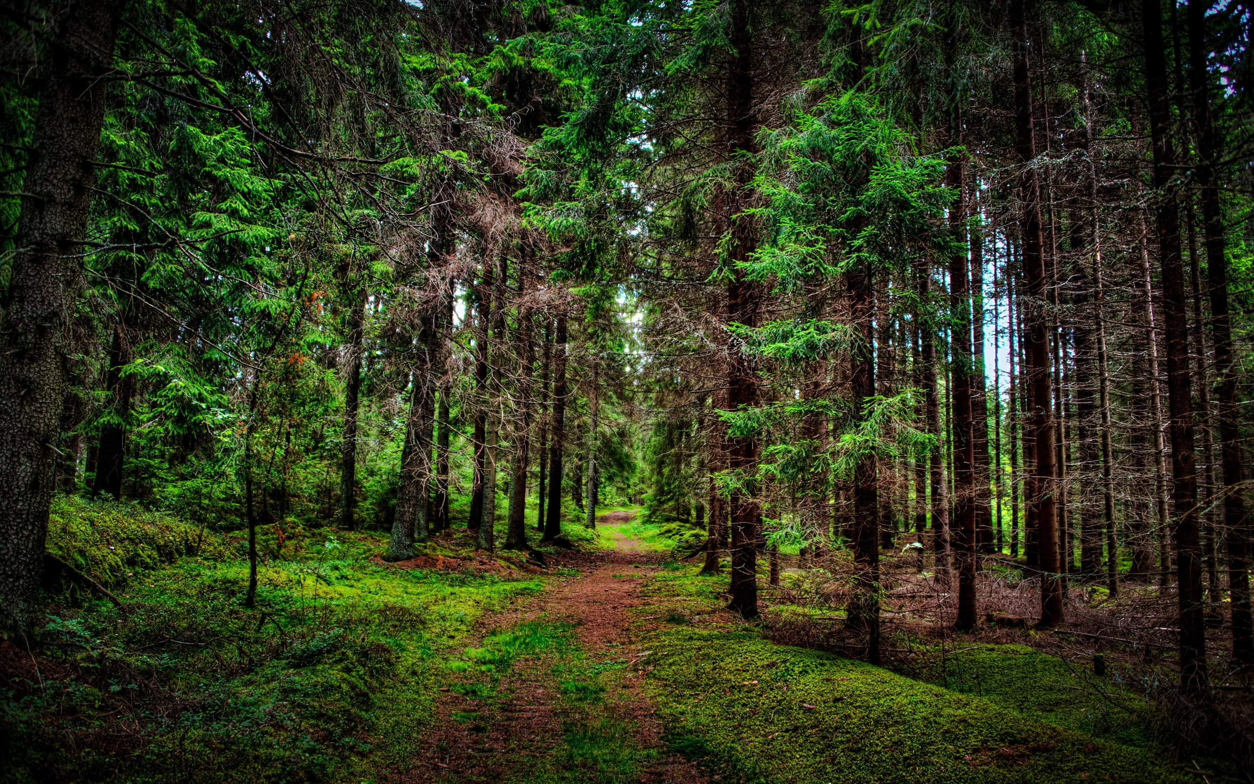 лес, дорога, forest, dense, road, dark, trees, sunrise, grass, green, fence, leaves, mist, moss, trees, forest, fallen, park, green, nature, landscapes, trees, forest, trail, woods, leaves, sunrise, see, day, summer, wide