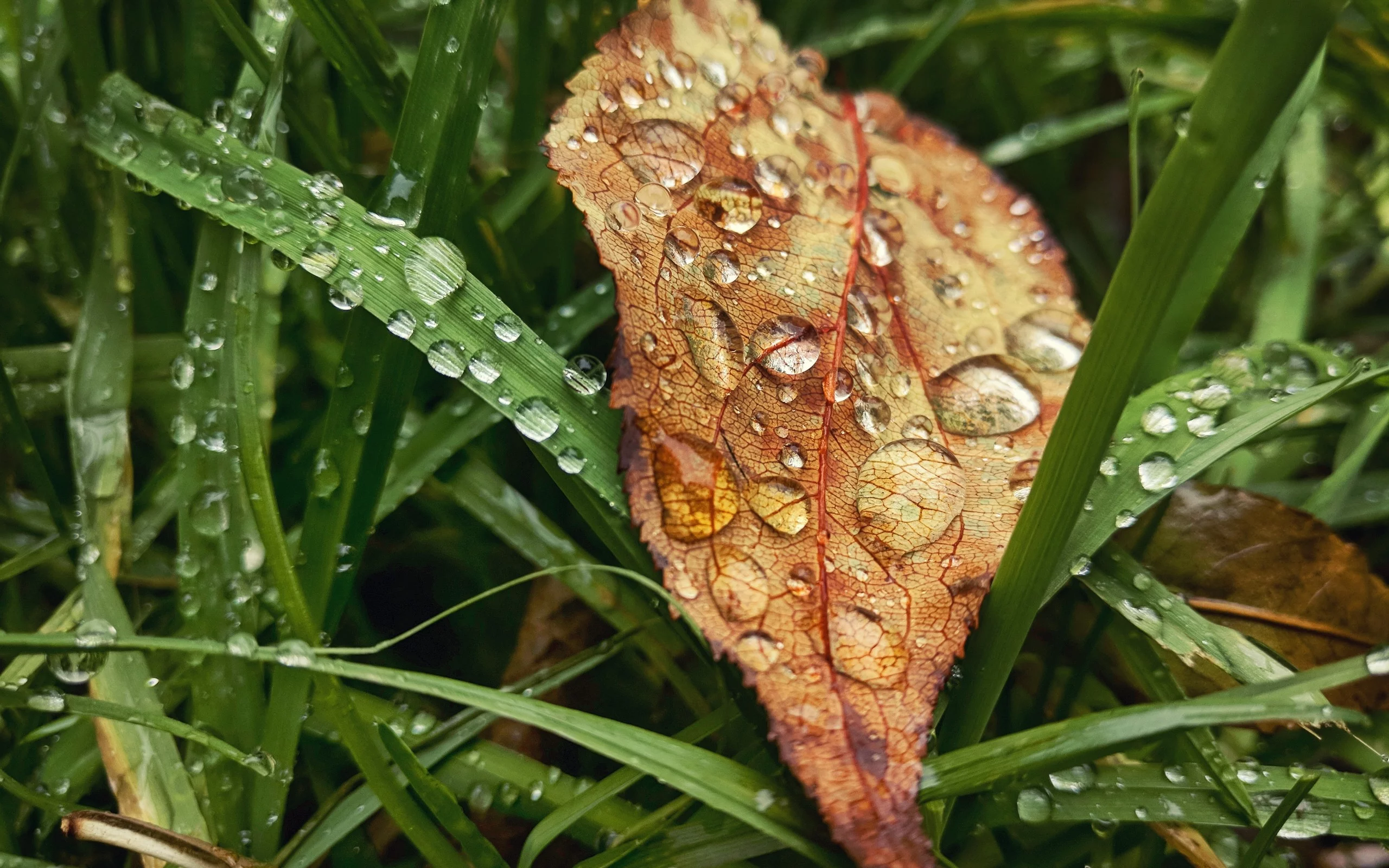 капли, осень, трава, rain, настроение, grass, листья, drop, autumn, дождь, fall, leaves, лист, макро