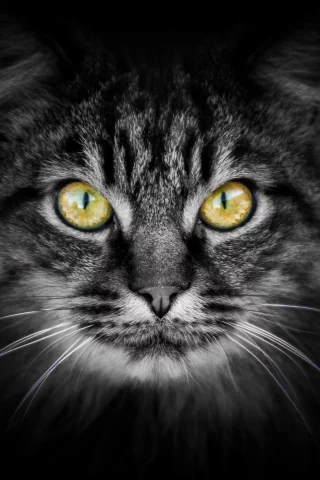 взгляд, фон, котэ, кошак, котяра, кот