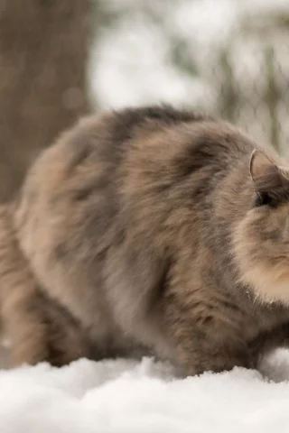 язык, зима, кошка