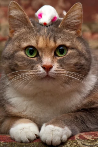 кот, глаза, зеленые, мышка, корзинка, фон, кошка, игрушка, взгляд, портрет