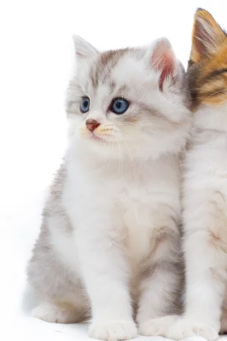 кот, киса