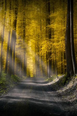 лес, дорога, осень, forest, dense, road, autumn, rays, light, trees, sunrise, fog, grass, green, fence, leaves, mist, moss, trees, forest, fallen, park, green, nature, landscapes, trees, forest, trail, woods, leaves, sunrise, see, day, summer, wide