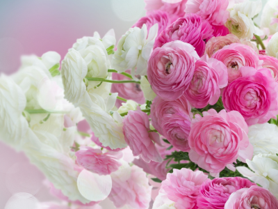 white, beautiful, лютики, розовые цветы, ranunculus, flowers, pink